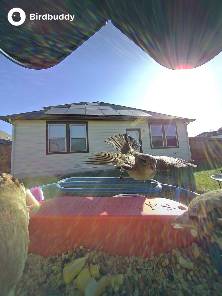 In harsh direct sunlight the Smart Bird Feeder Pro camera managed to take photos worth keeping