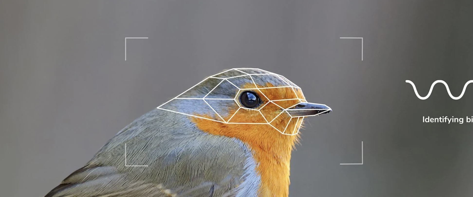 An illustrative example of the processing the bird feeder’s camera will do to help identify bird visitors.