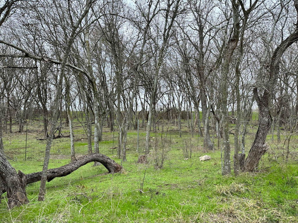 Recording birds at Medina River Natural Area and Greenway