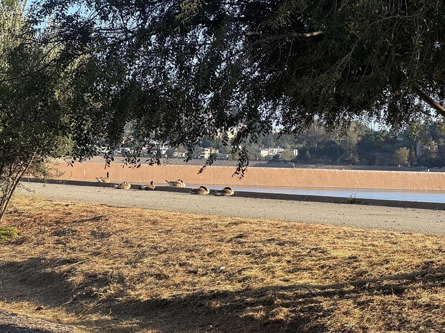 canada geese sleeping next to reservoir