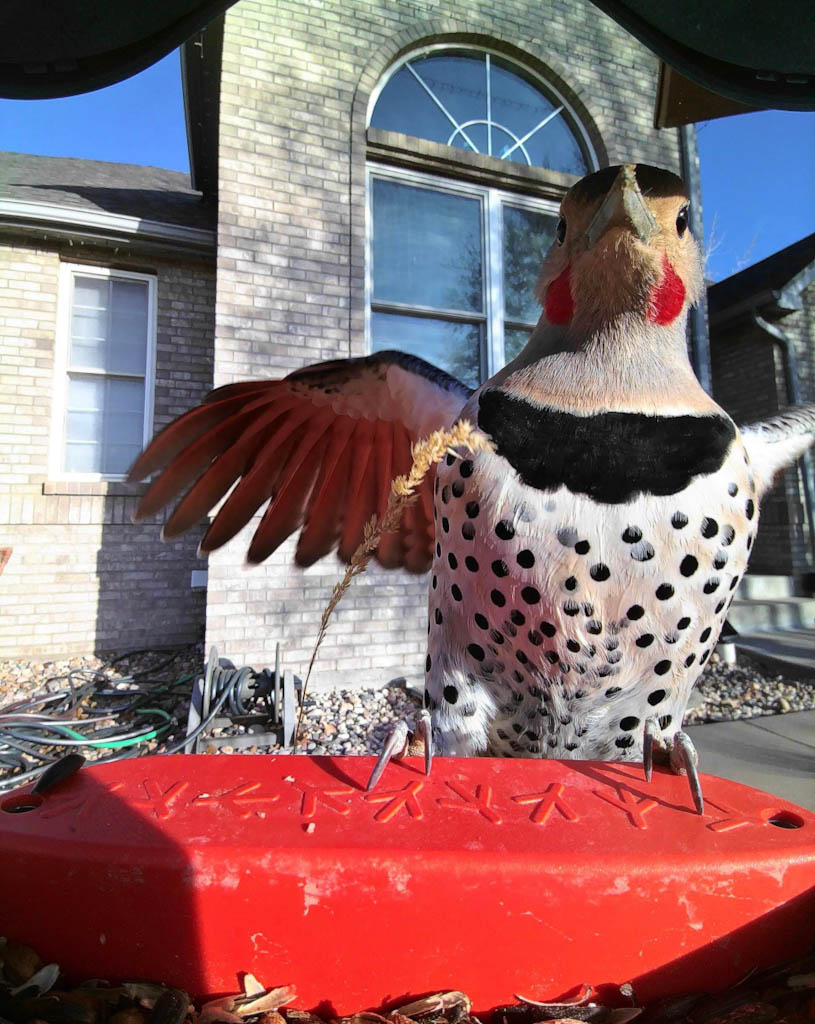 Northern Flicker via ElvisIsNotDjed on bird buddy