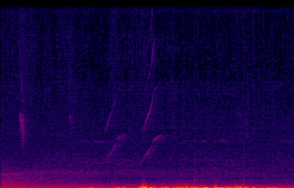 Spectrogram view of a Great-tailed Grackle via BirdNET-Pi