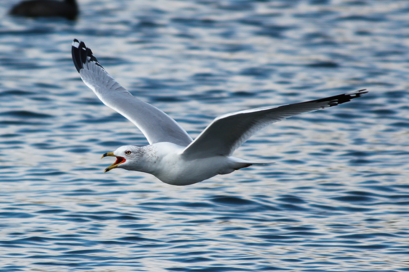 Releasing Gulls at White Point