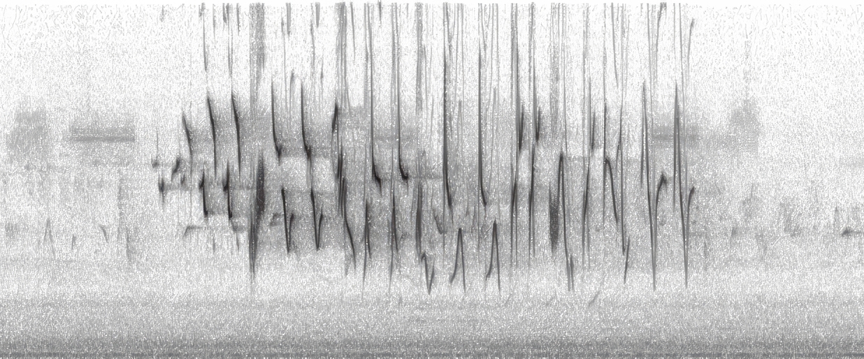 The spectrogram produced from this parabolic mic recording of an Indigo Bunting shows a longer but similar song to the Painted Bunting.