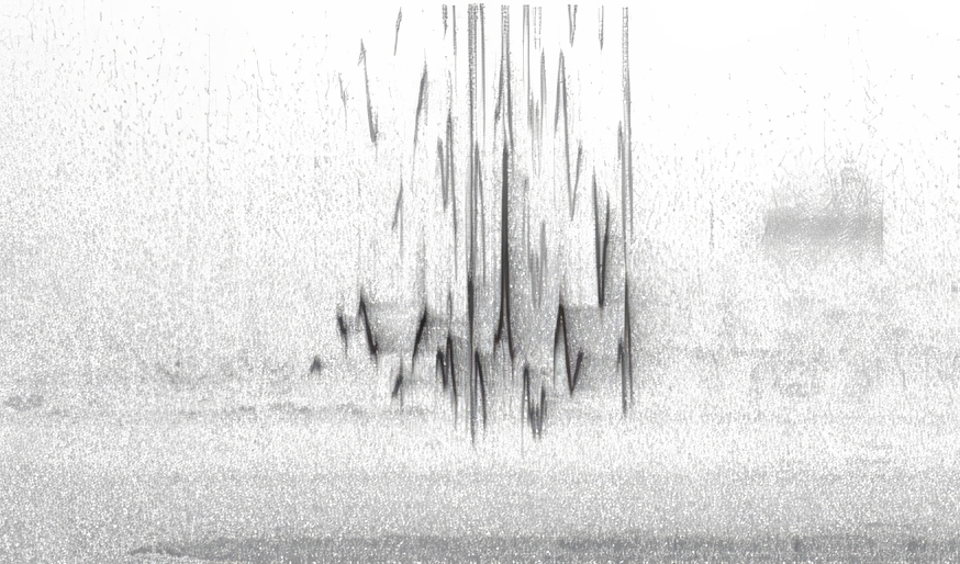 Parabolic microphone recording of a Painted Bunting