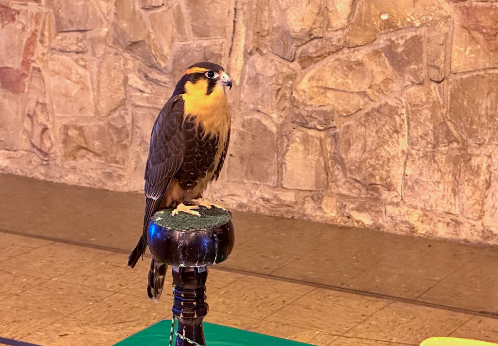 Aplomado Falcon looking fancy on its perch.