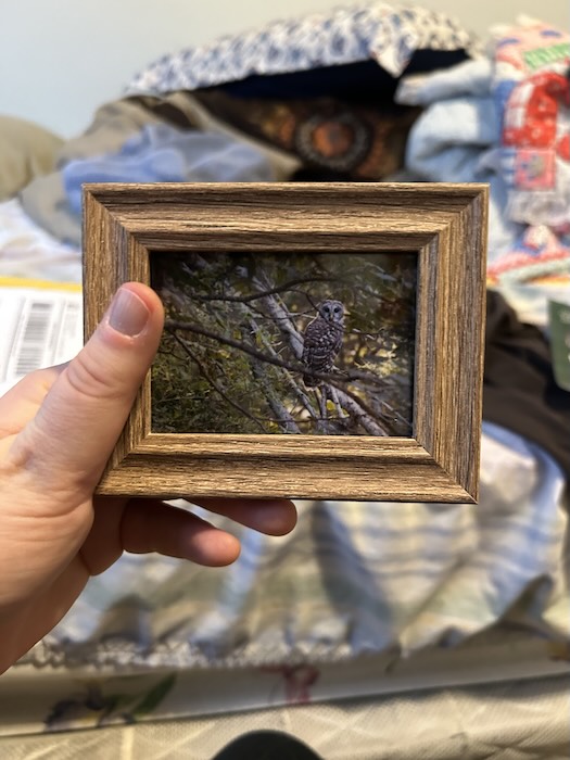framed barred owl photo