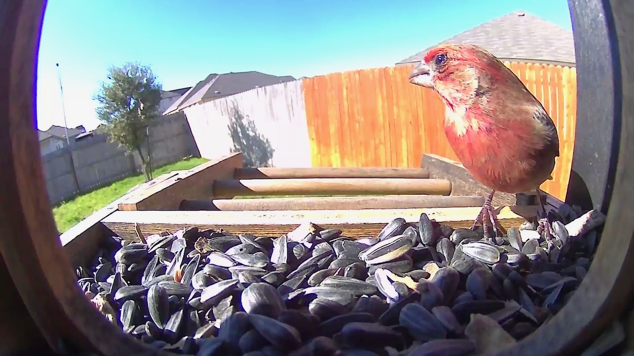 A male House Finch watching the yard in between bites.