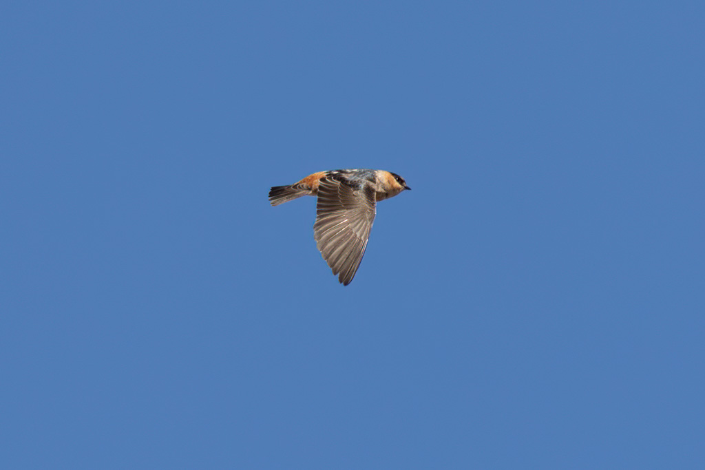 This Cliff Swallow was one of many zipping around in the air.