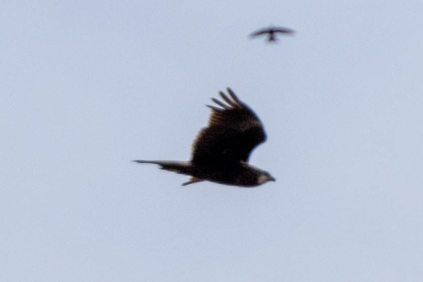 common buzzard flying in sky