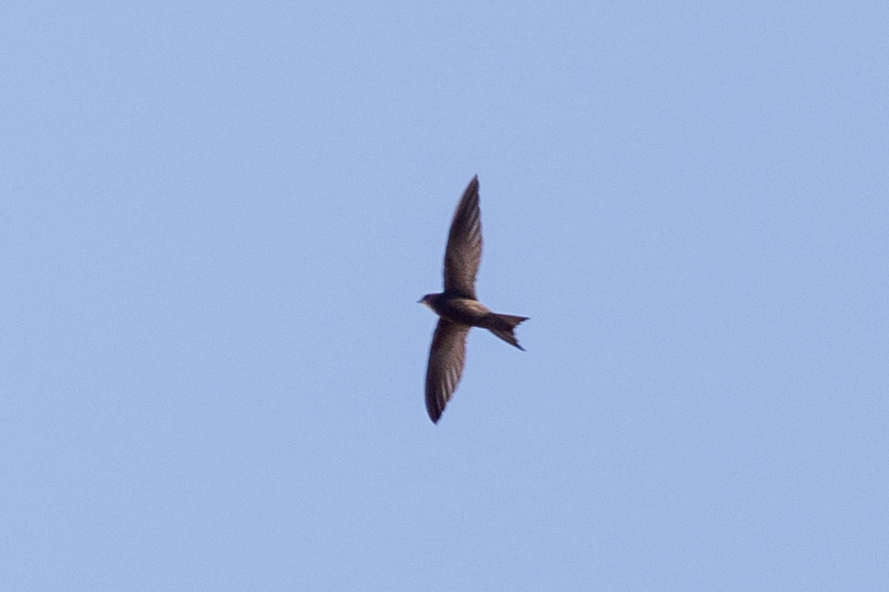 You're very likely to see these Common Swifts all over the skies in Europe during the breeding season. During the off-season, they migrate to Africa.