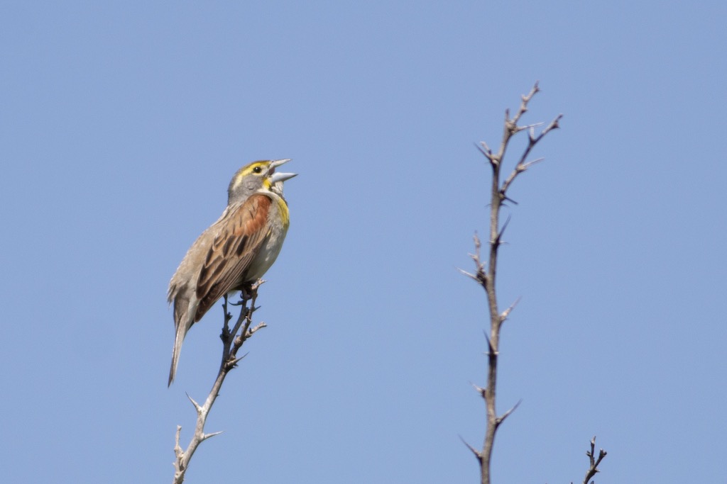 dickcissel on branch