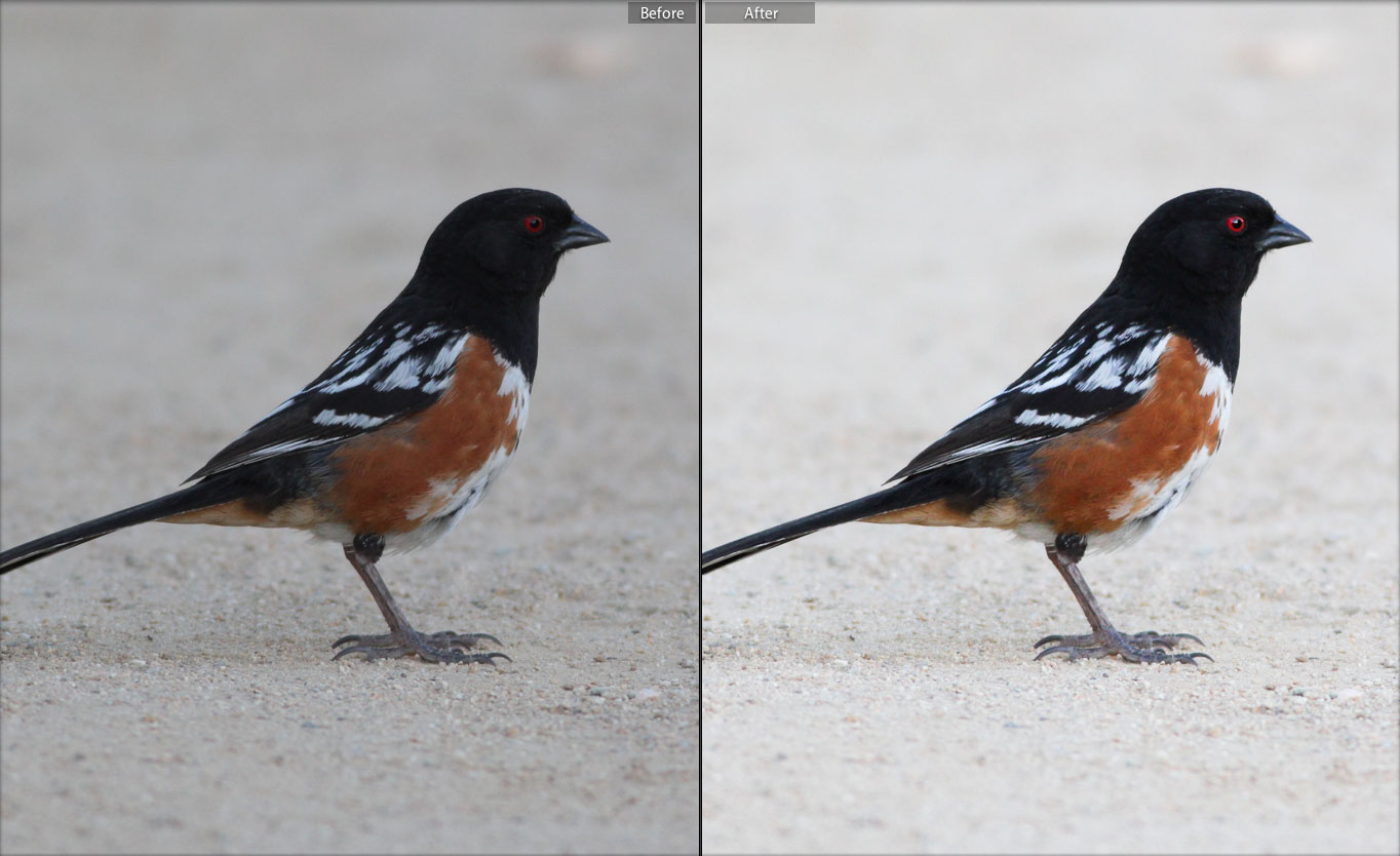 Editing Bird Photos: A Beginner's Guide