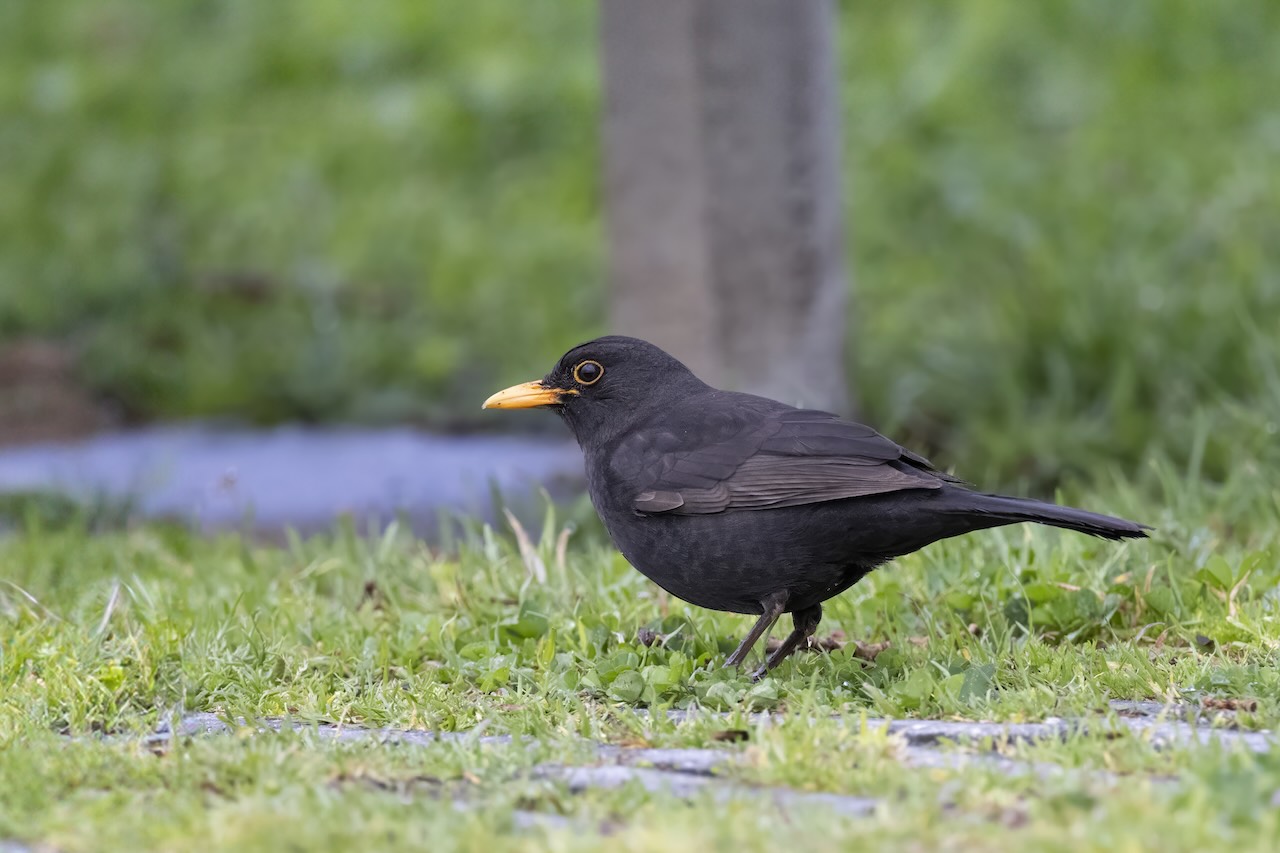 I found this Eurasian Blackbird chilling in some grass near a sidewalk.