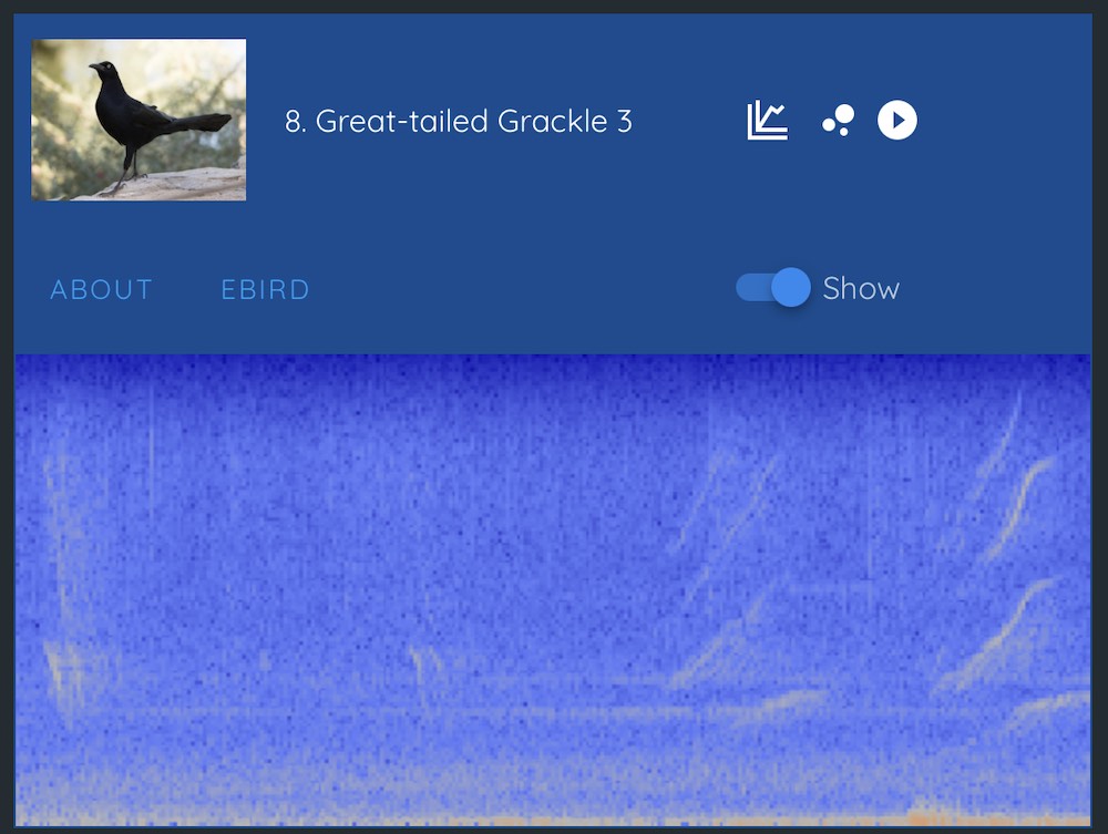 Spectrogram view of a Great-tailed Grackle via Haikubox | Play audio on Haikubox website