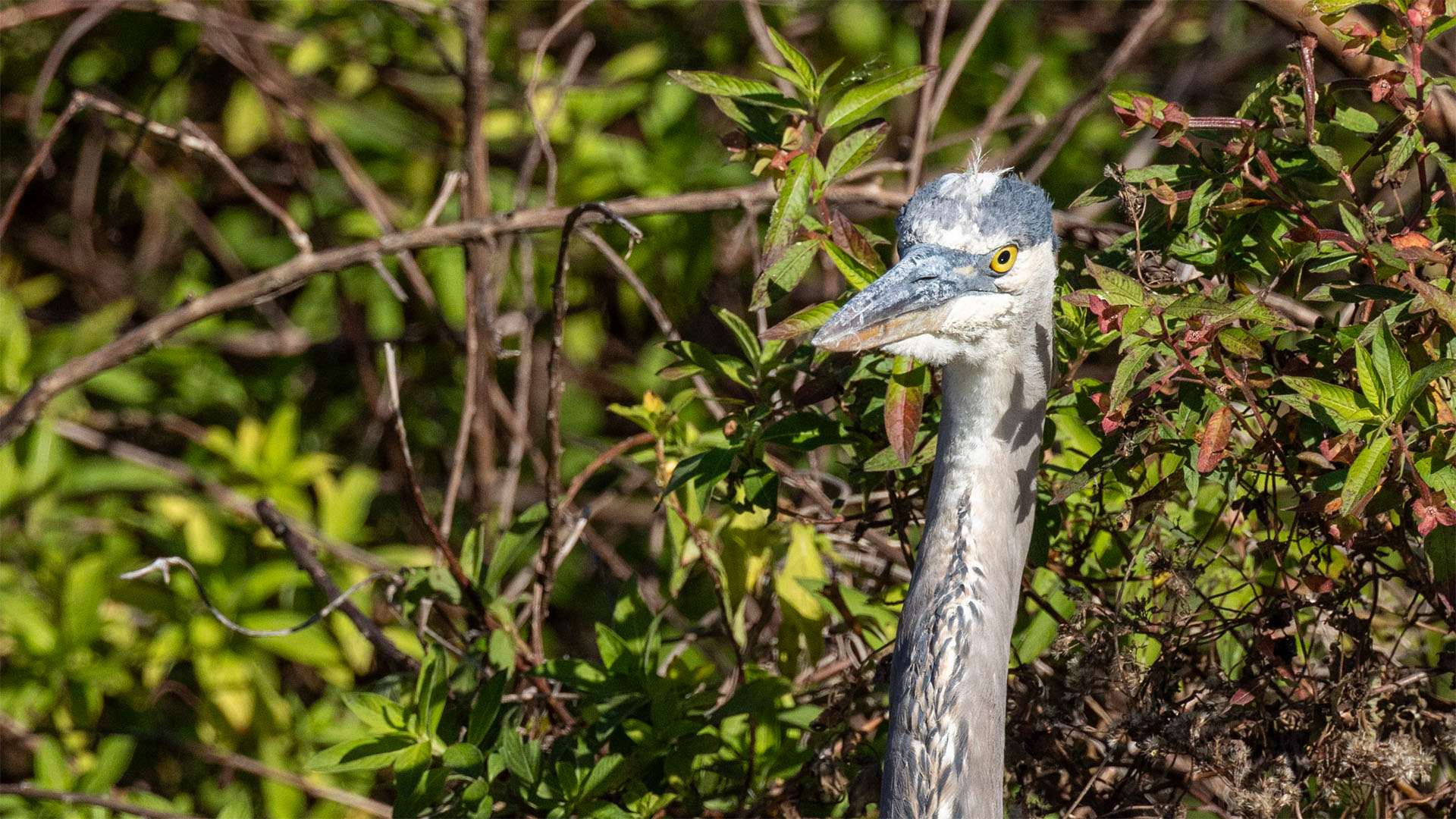 Great blue heron stands against plants