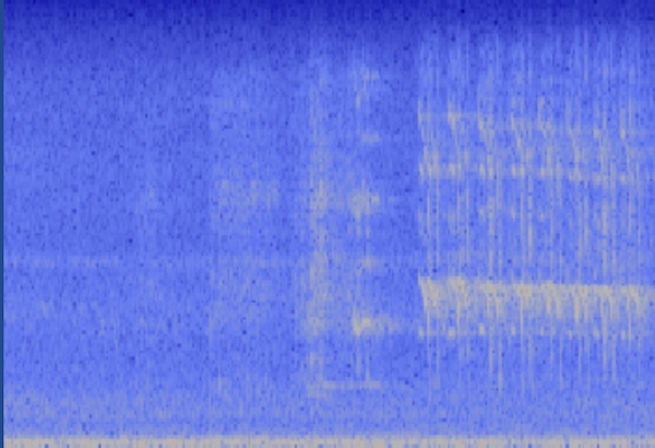 great tailed grackle spectrogram haikubox