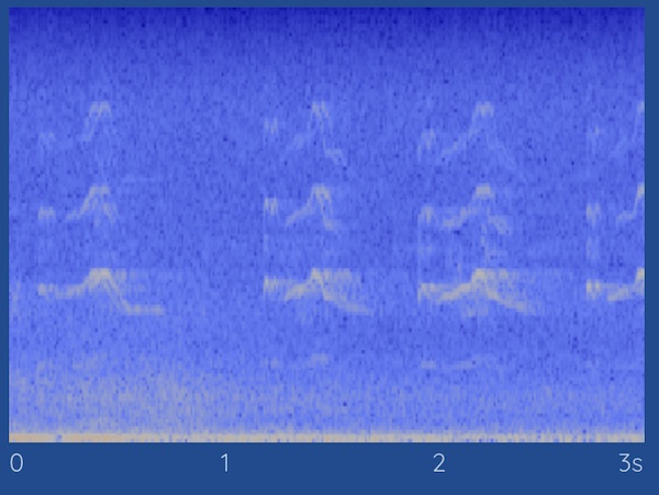 killdeer spectrogram from haikubox
