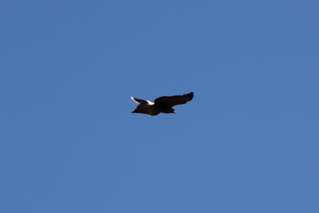 The mystery raptor we saw soaring amongst the vultures.