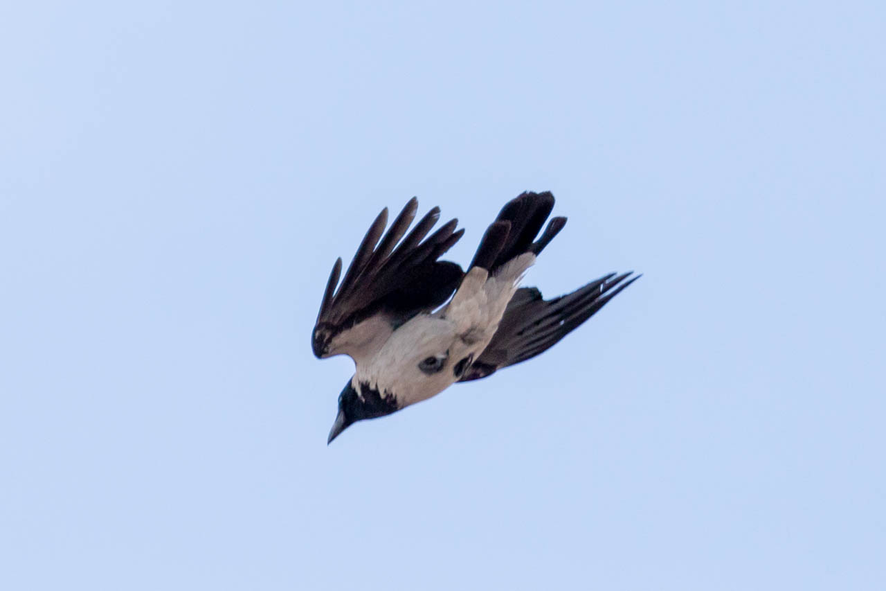 A Hooded Crow dives downward.