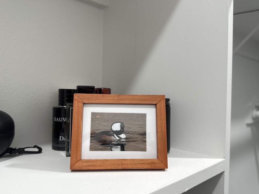 framed hooded merganser photo