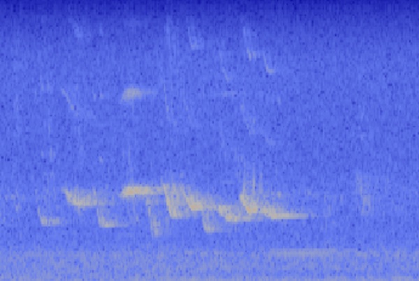 house finch spectrogram on haikubox