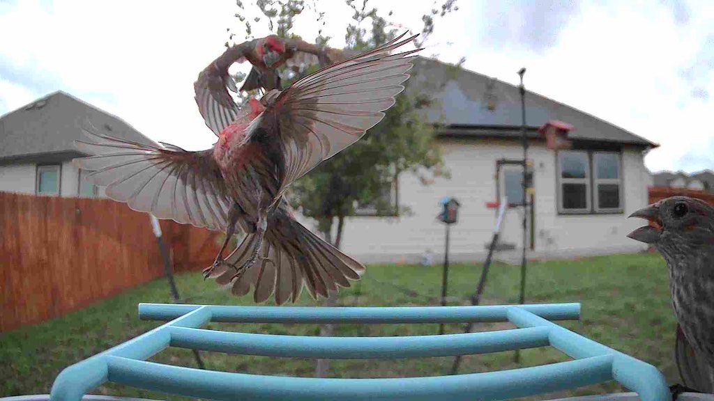 Two House Finches interacting mid-air.