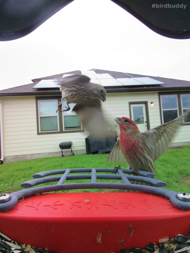 Male and female House Finch