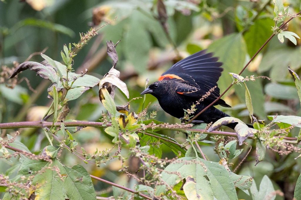 A red winged blackbird opens its wings on a branch 
