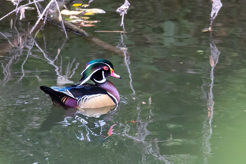 Birding at Brackenridge Park - Avenue A