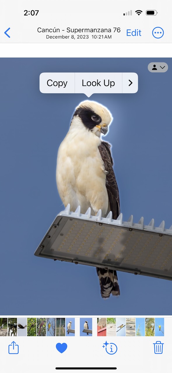 initialize siri ai bird recognition