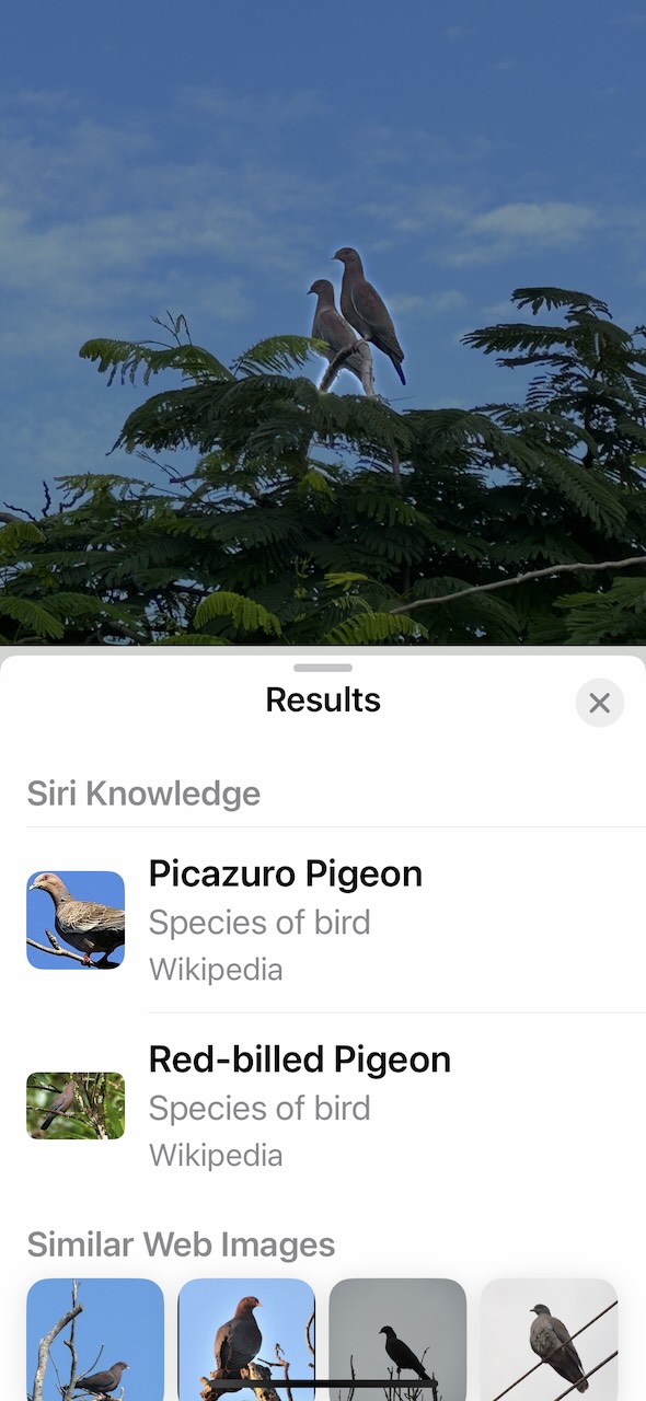 red billed pigeons siri id feature