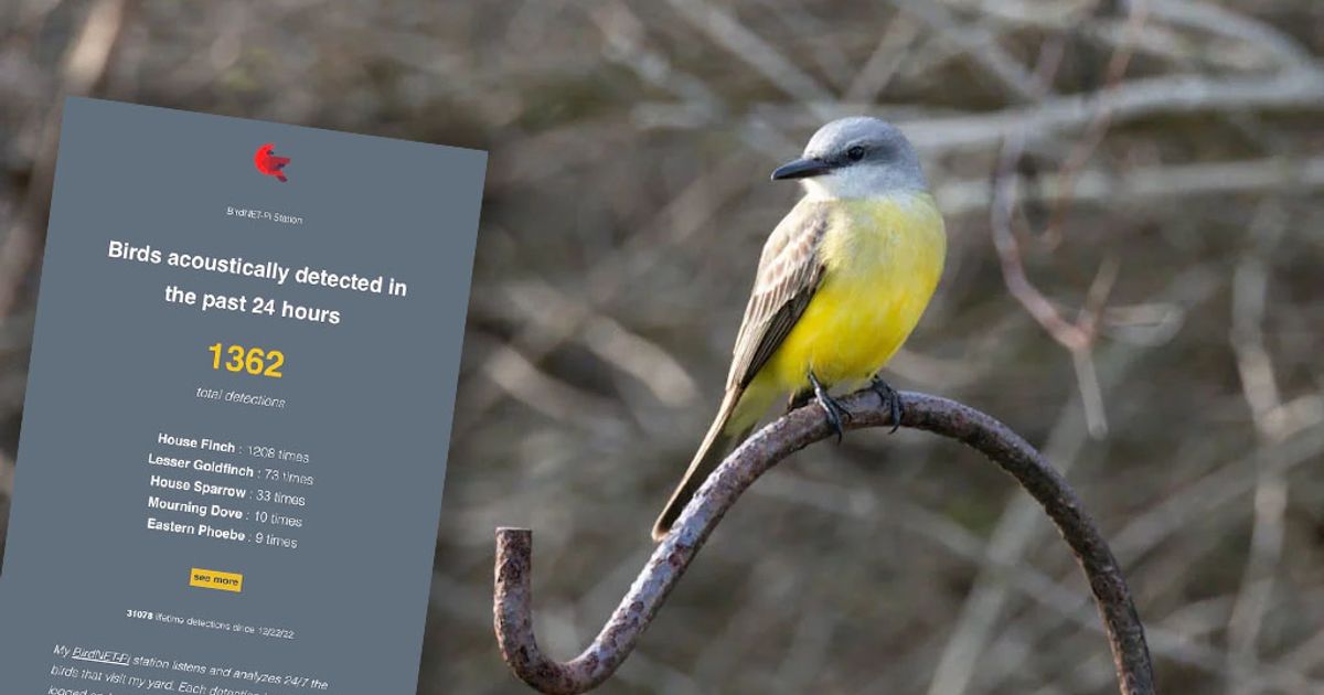 Create a live BirdNET-Pi dashboard using WordPress | Because Birds