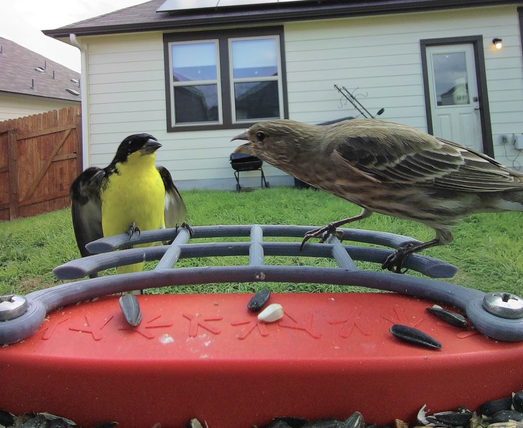 A Lesser Goldfinch intimidated by an aggressive House Finch