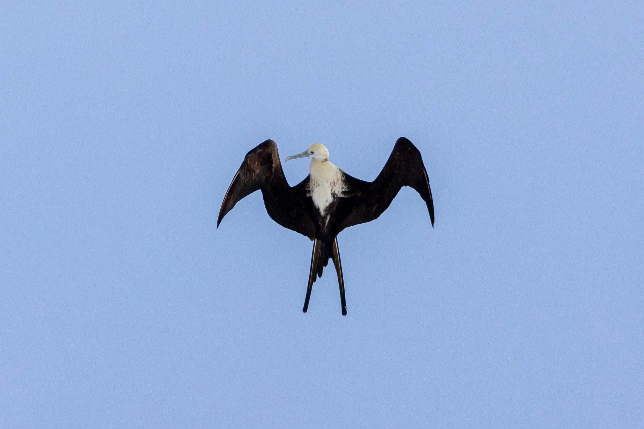 A magnificent frigatebird flies directly overhead 