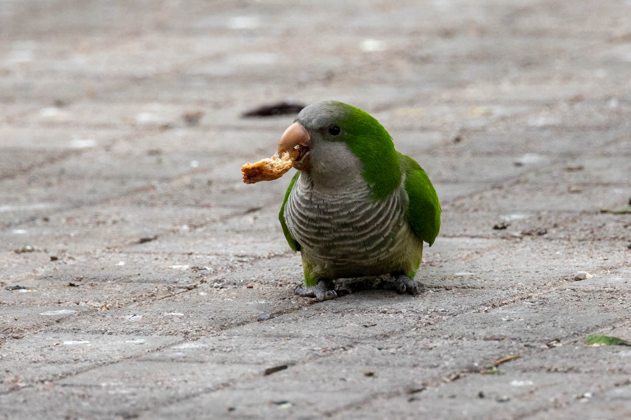 A Monk Parakeet with some bread in a city square.