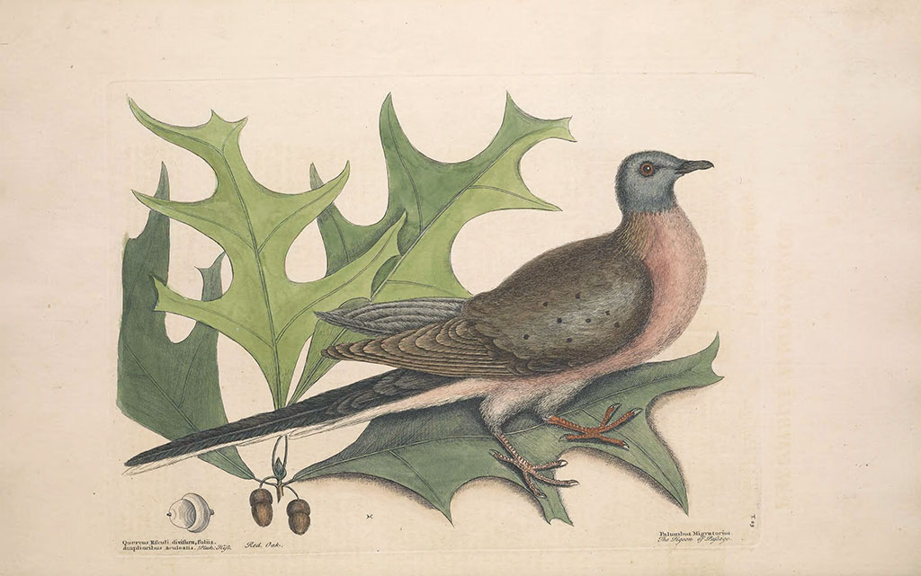 Passing on the History of the Passenger Pigeon