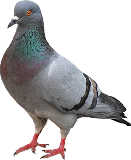 pigeon