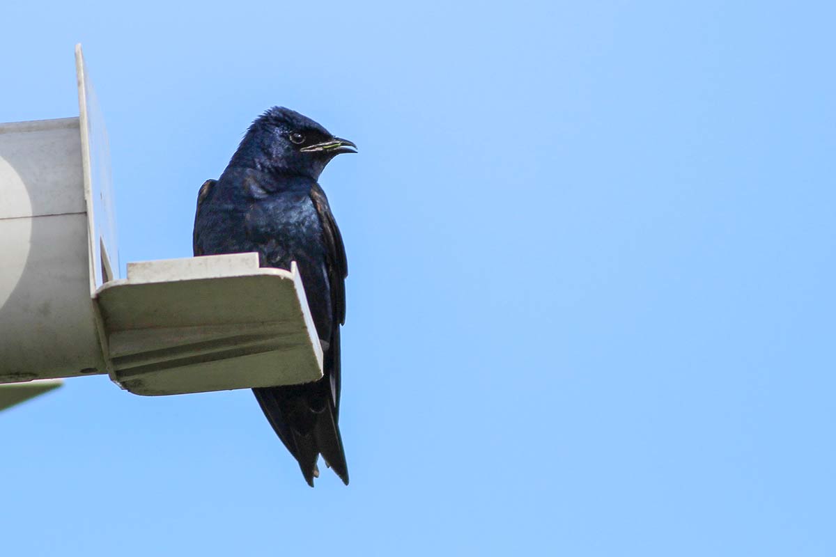 purple-martin-perched-on-nesting-box-in-san-antonio-texas