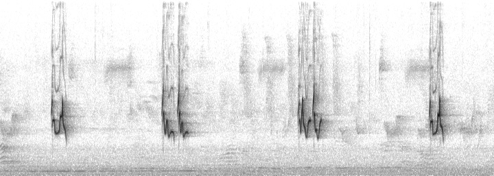 Parabolic microphone recording of a Red-eyed Vireo