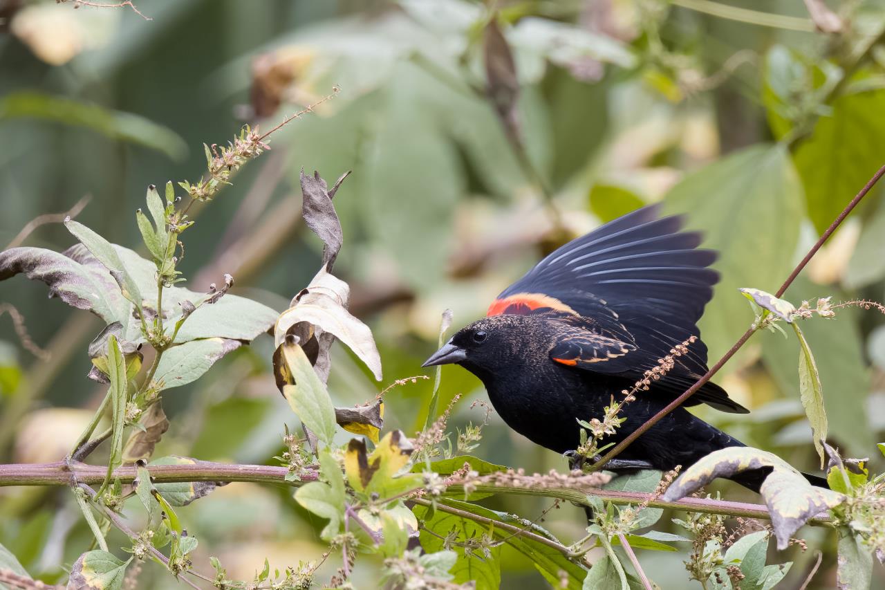 red-winged blackbird