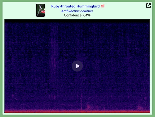 Each detection is accompanied by a spectrogram and a confidence score in birdnetpi