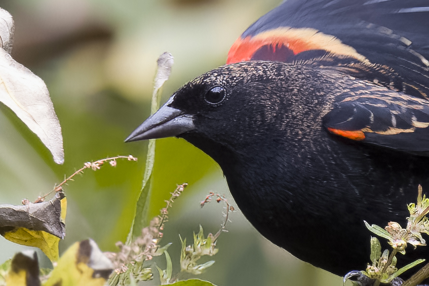 How to remove noise from bird photos