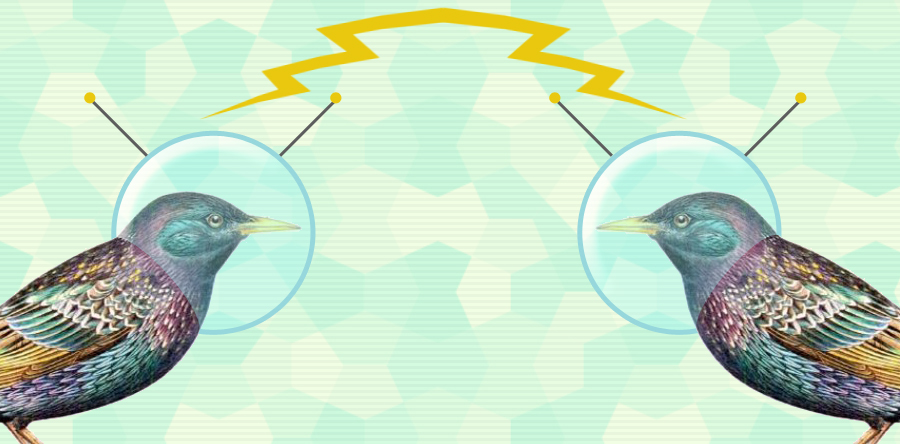 How do bird flocks work?