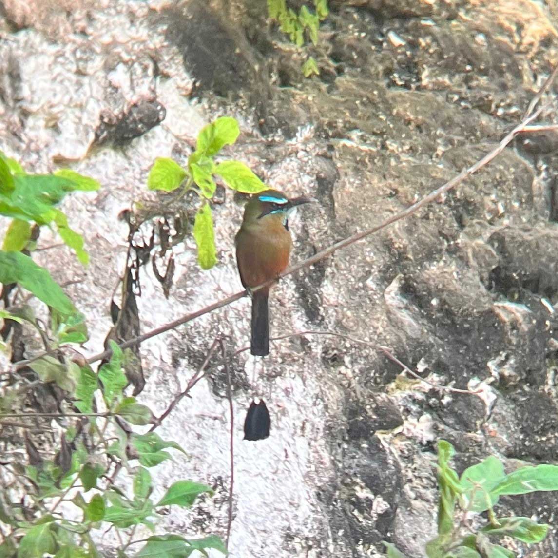 turqoise-browed-motmot-cenote-x-keken
