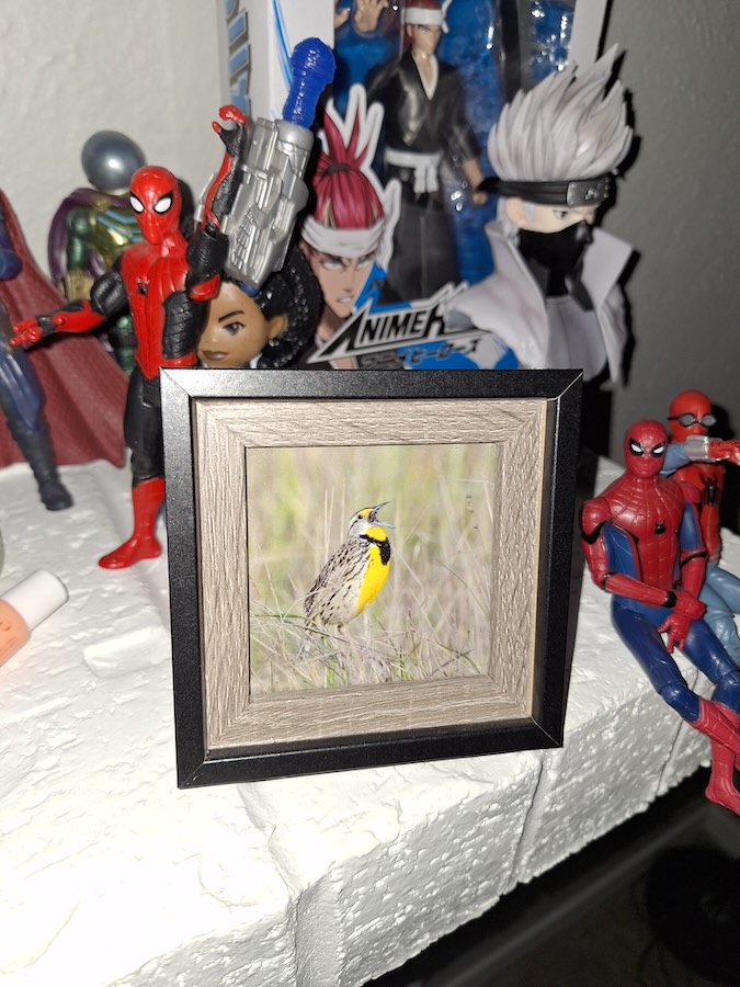 framed western meadowlark 