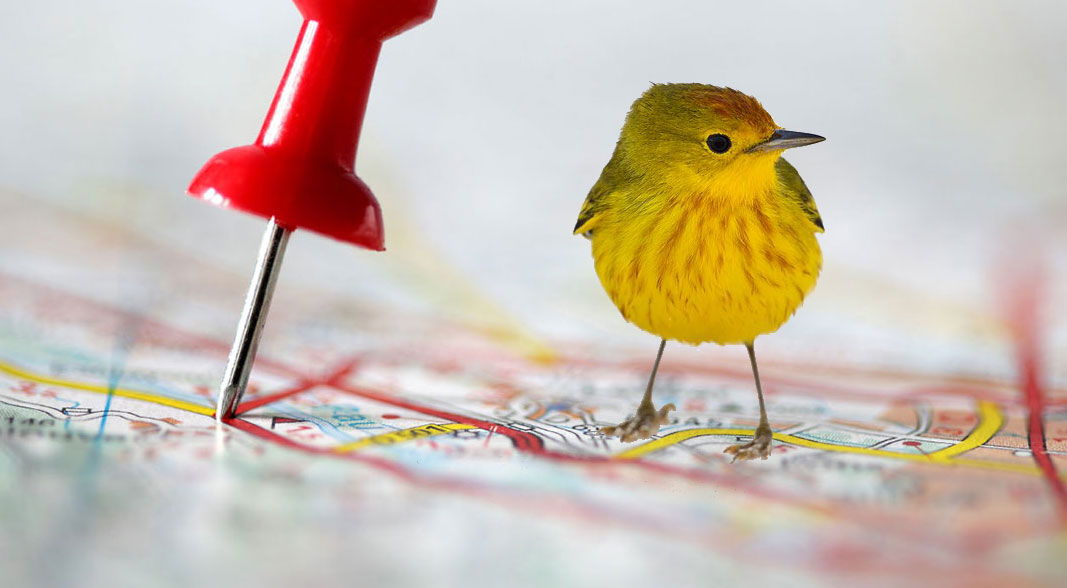 Where to Find Birds