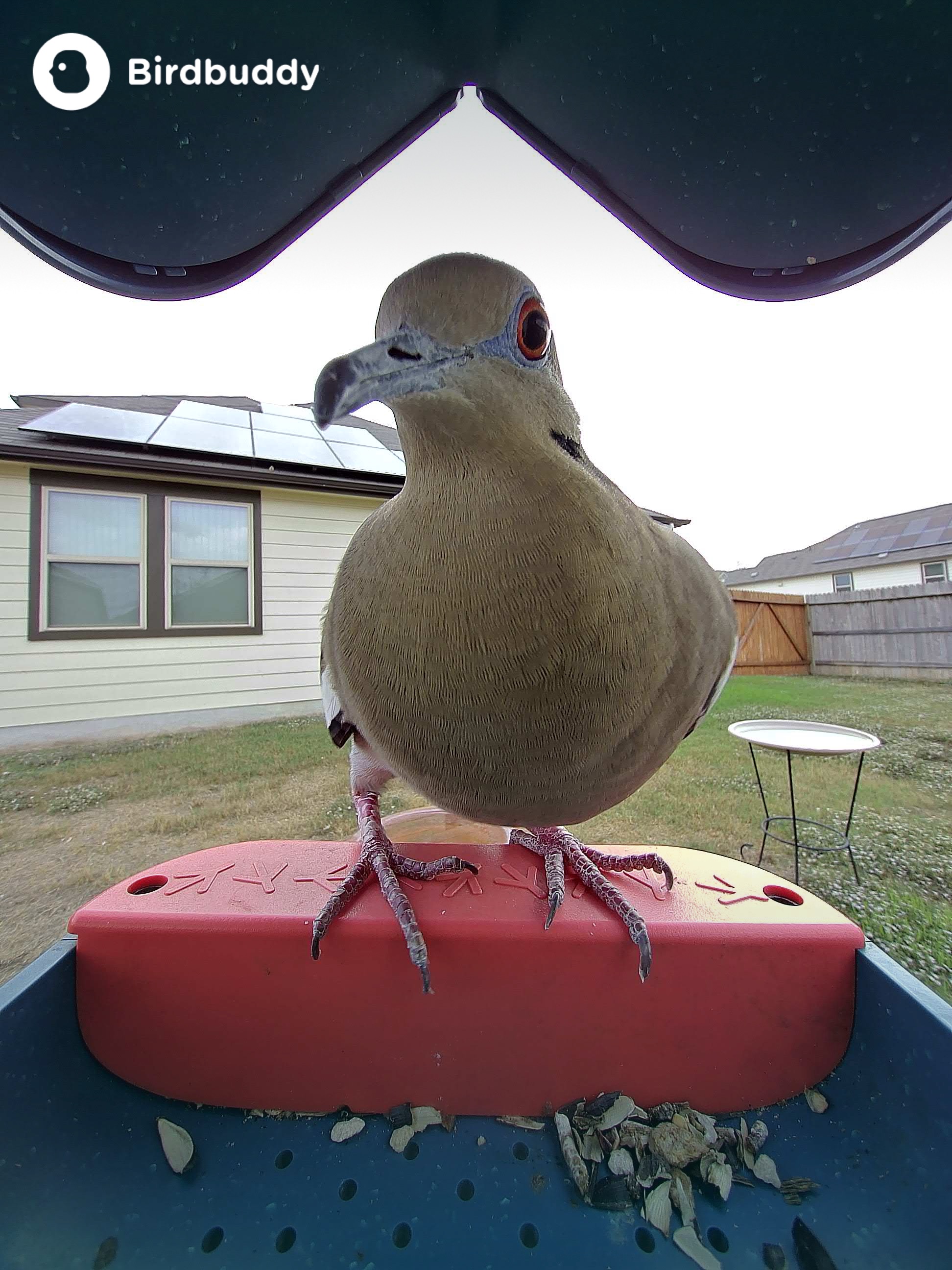 white winged dove at empty feeder