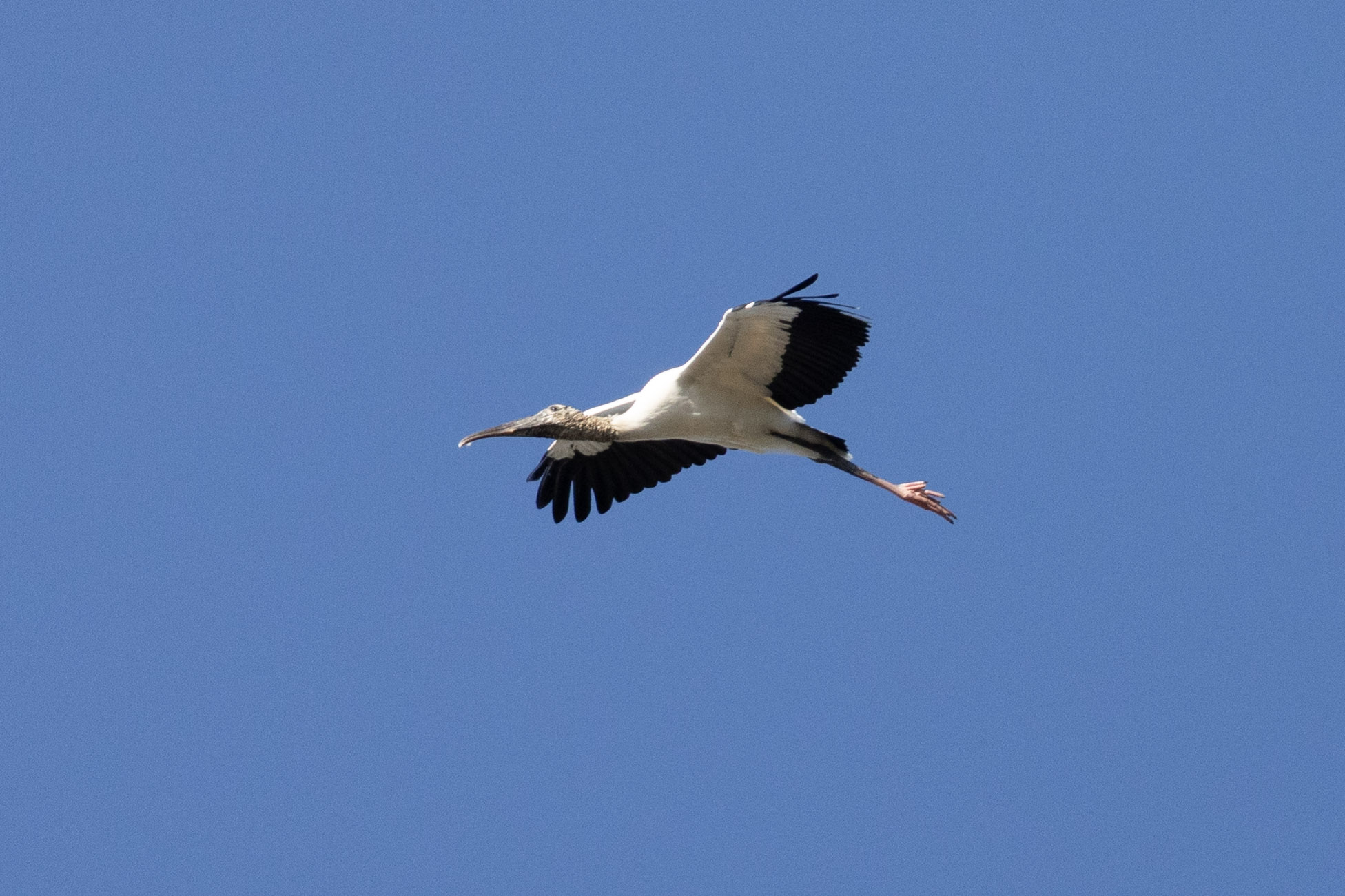 Wood stork soars against a blue sky