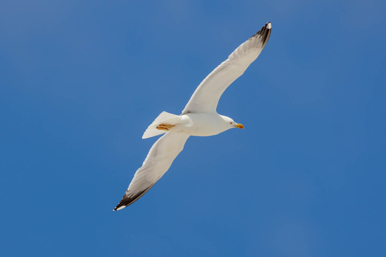 yellow legged gull. Looks like what you imagine when someone says "seagull."